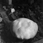 "Gastrula"
